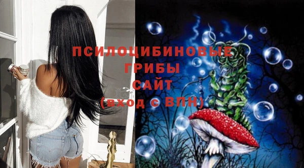 индика Ельня