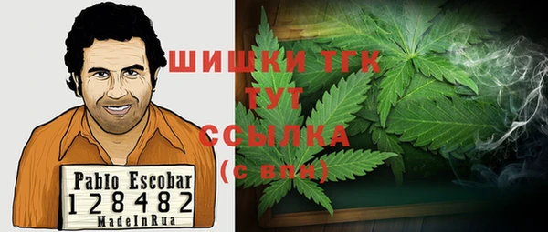 индика Ельня