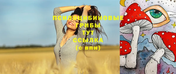 индика Ельня